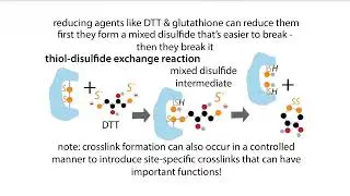 Denaturing vs. reducing - especially in the context of gel electrophoresis, such as SDS-PAGE