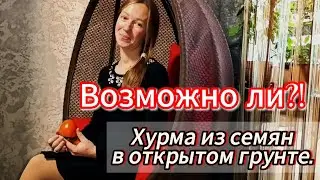Эксперимент!!! Хурма из семян в открытом грунте. Возможно ли в климатической зоне Беларуси?!
