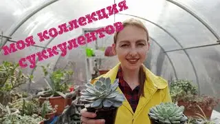 МОИ СУККУЛЕНТЫ (my succulent collection)