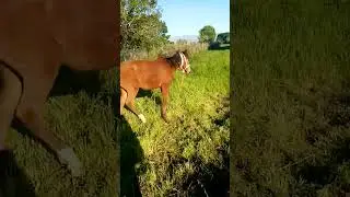 LUCKY DOBRYNYA STALLION \\ Horses, Donkeys and Katrin 