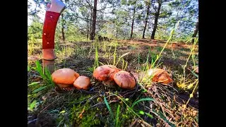 ПОЛНО МАСЛЯТ под каждой елкой. 🌲🌲🌲 ГРИБЫ в октябре. 🍄🍄🍄