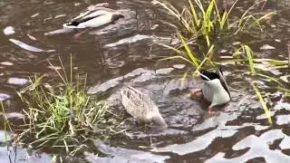 Duck Backside Display at Craig Y-Nos Country Park Wales Brecon Beacons UK Dec 2021