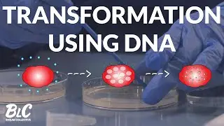How to transform DNA