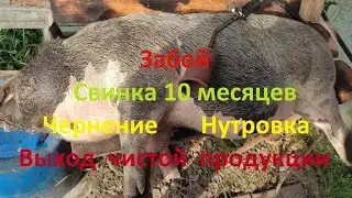 Вытащить внутренности и достать язык || Нутровка Свежевание Опаливание туши
