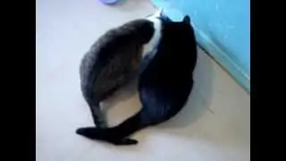 Кошки едят из одной миски и при этом держатся хвостами