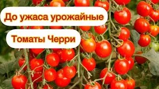 Самые УРОЖАЙНЫЕ и ВКУСНЫЕ томаты ЧЕРРИ, которые точно буду выращивать в 2022 году