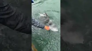 Feeding Hungry Exotic Fish at the Dock