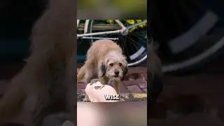 Dog Clever Plan Ignored by Police😱😳#shorts #movie #viralvideo