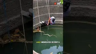 Penyelamatan Ular Kobra Didalam Sumur, Apa Tidak Bahaya Ya ?