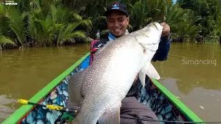 Mengamuk !! Ikan Monster dan Kakap Besar Berhasil Naik - Mancing Ikan Besar di Muara Sungai