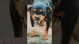 angry dog attack grrgrgr #angrydog #viralvideo #dog #angrypuppy #cutepuppy #doglover #angry #cutepet