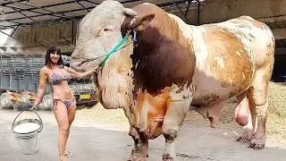 Amazing Modern Milking | Pretty Girls Milking Cows | Biggest Dairy Farm In The Europe