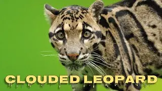 Clouded leopard sounds