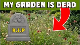 MY garden is dead ... but there's a very exciting reason why.