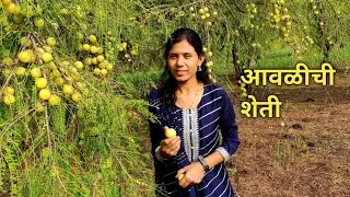 आवळा शेतीतून 100 टन उत्पादन | आवळीचा मळा | आवळ्याचे झाड | Gooseberry seeds