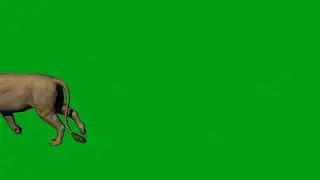 Lion walking green screen video | Copyright Free