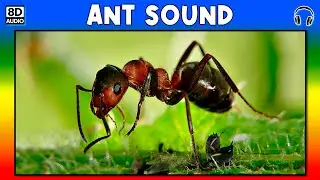 🐜 ANT SOUND - ANT SOUND EFFECT - SOUND OF ANT - NOISE OF ANT