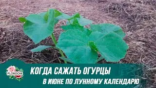 Когда сажать огурцы в июне 2021 года по лунному календарю