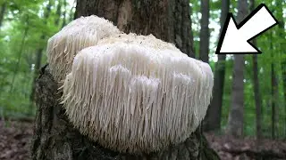 MOST WEIRD TYPES OF FUNGUS