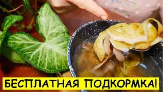 НЕ ВЫБРАСЫВАЙ КАРТОФЕЛЬНЫЕ ОЧИСТКИ! Это ЛУЧШАЯ ПОДКОРМКА для ваших растений!