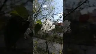 Шмель на цветах вишни. Bumblebee on cherry blossoms