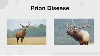 VERIFY: What is chronic wasting disease and can you catch it?