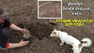 Медоносные растения. Медоносы для пчел. Фундук, белая акация, клён, павловния