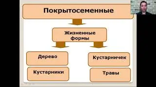 Покрытосеменные или Цветковые