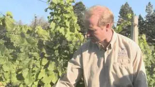 Wine Sense TV - Gewurztraminer:  The Flavor and the Food Pairing Rule*
