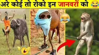 इन जानवरों ने तो मौज कर दी 😝😝.... Funny Animals Video 2022 (part-02)