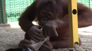День рождения орангутана Понночки / Birthday of Ponnochka, the orangutan.