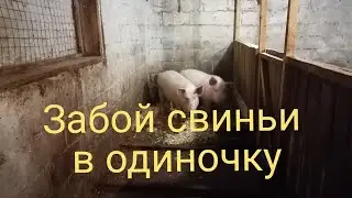 Забой свиньи как я это делаю!