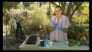 Taking Fall Cuttings of Annuals