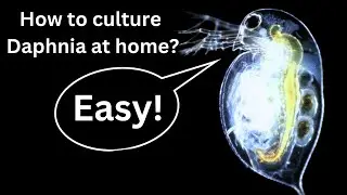 BEST Live Fish Food? Beginner guide: How to Culture Daphnia at home!