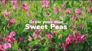 How to grow sweet peas | Love The Garden