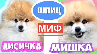 Шпиц Мишка и Лисичка | ЕСТЬ ЛИ РАЗНИЦА