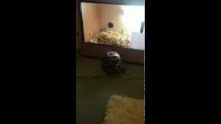 Tortoise Face plant | Escape