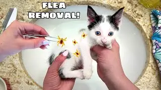 REMOVING THOUSANDS OF PARASITES ON RESCUED KITTENS! WHAT HAPPENS?!