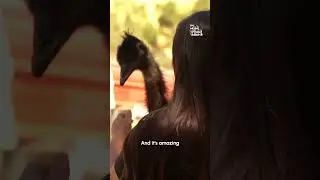 Earl, the Emu