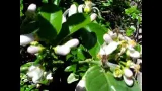 Пчелы на цветках лимона кавказская серая горная пчела