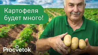 УВЕЛИЧЬТЕ УРОЖАЙ КАРТОФЕЛЯ НА 70% ЗА 15 МИНУТ! 2 приема в августе для крупного и лежкого урожая