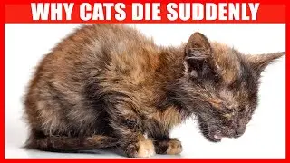 Why Do Cats Die Suddenly? Causes of Sudden Death in Cats!