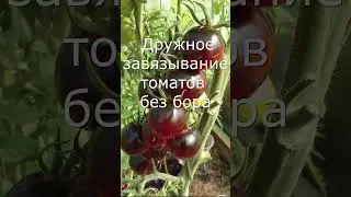 Дружное завязывание томатов без бора #shorts