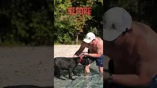 How to Teach Your Puppy to Swim