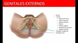 Genitales Externos del Aparato Reproductor femenino - Anatomía Humana 👍👍