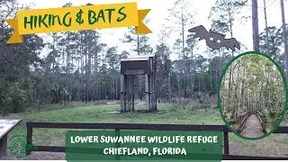 Bats Lower Suwannee Wildlife Refuge & Hiking Trails