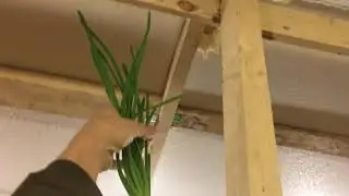Рост щавеля. Как замедлить рост зеленого лука.