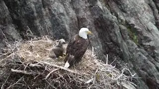 Bald Eagle & nestling (July 2020)