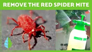 How to ELIMINATE RED SPIDER MITES from PLANTS 🕷️🌿 | 5 Home Remedies ✅