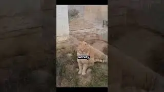 КОТ ХАТИКО 7 ЛЕТ ЖИВЕТ НА МОГИЛЕ СВОЕГО ХОЗЯИНА! 